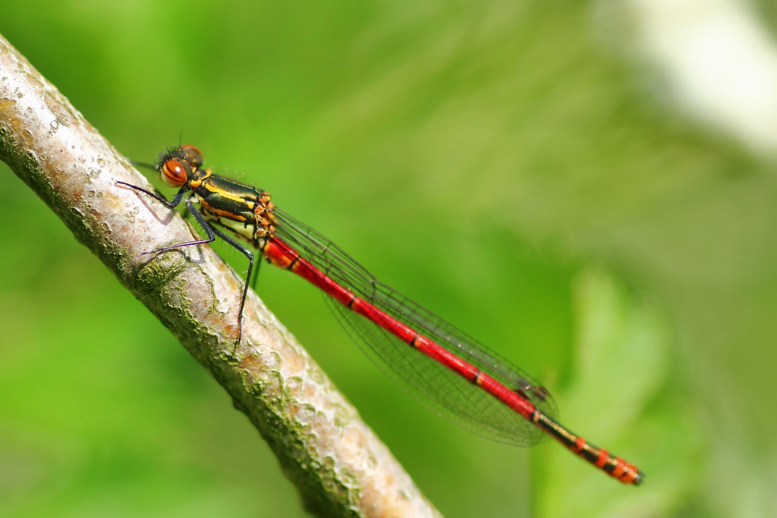 Tamron SP 90mm F2.8 Di VC USD 1:1 Macro sample photo. Pyrrhosama nymphula, dragonfly, adonis photography