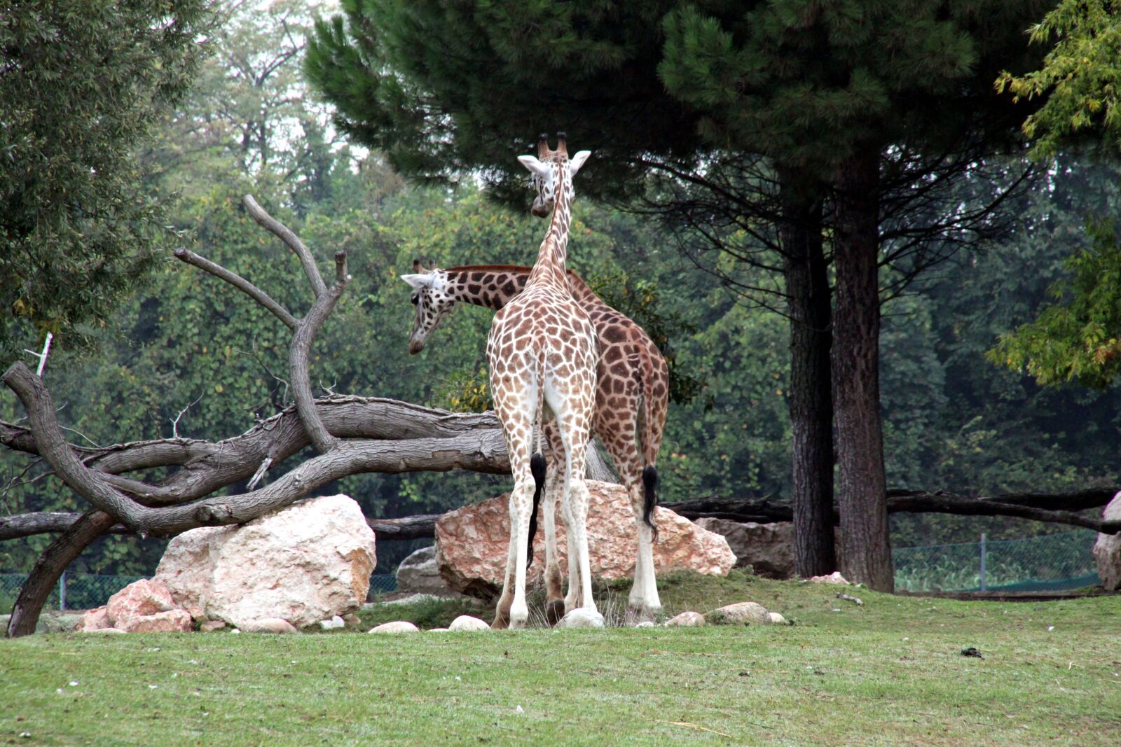 Canon EOS 500D (EOS Rebel T1i / EOS Kiss X3) sample photo. Giraffe, africa, safari photography