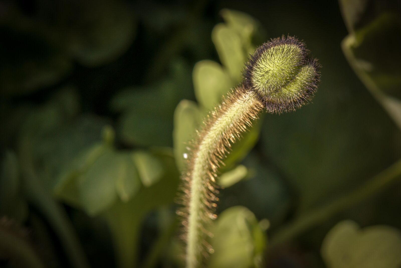 Sony a6000 + Sony E 35mm F1.8 OSS sample photo. Island-poppy, flower, blossom photography