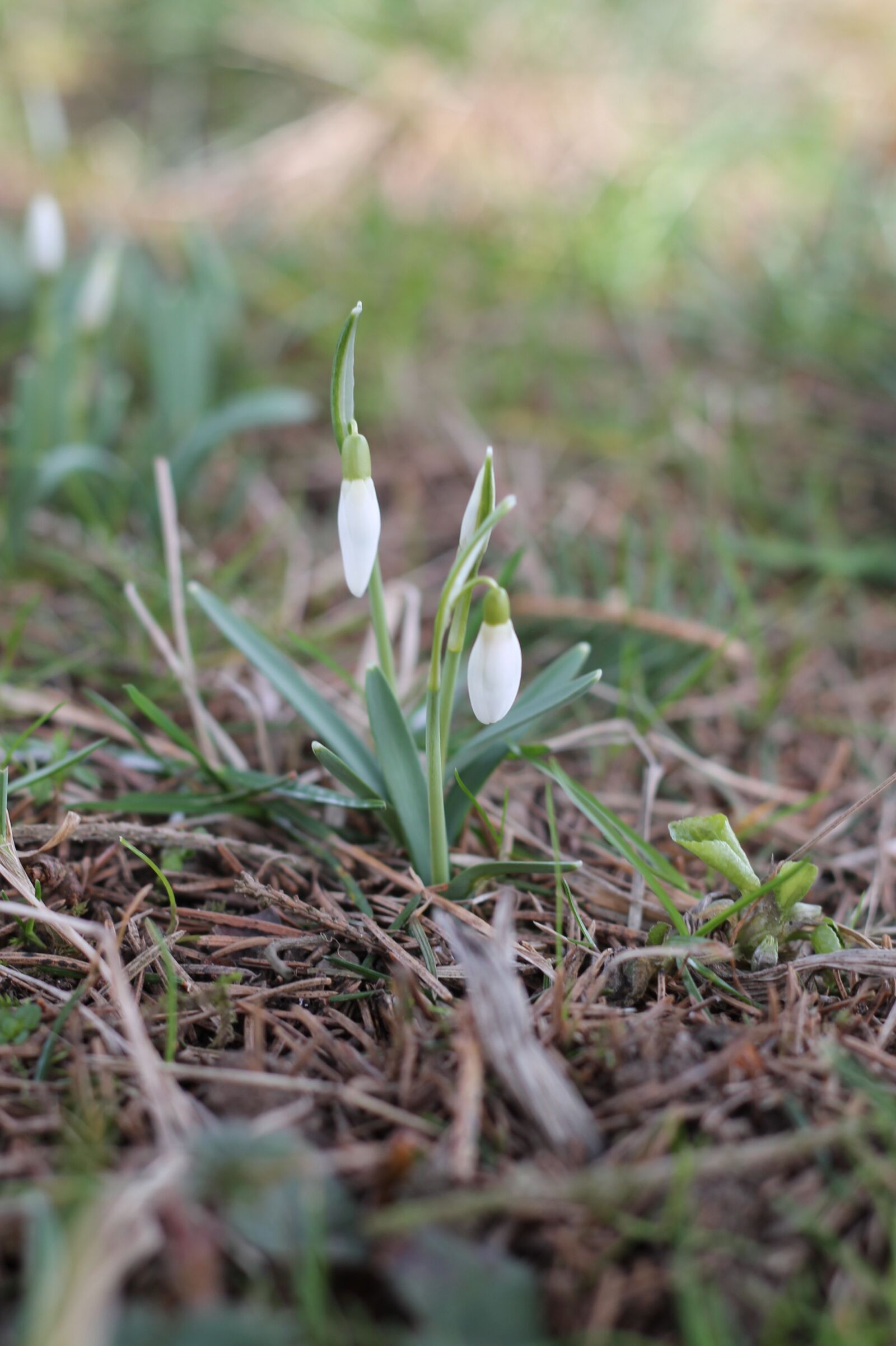 Canon EOS 1100D (EOS Rebel T3 / EOS Kiss X50) + Canon EF 50mm F1.8 II sample photo. Snowdrop, flower, white photography