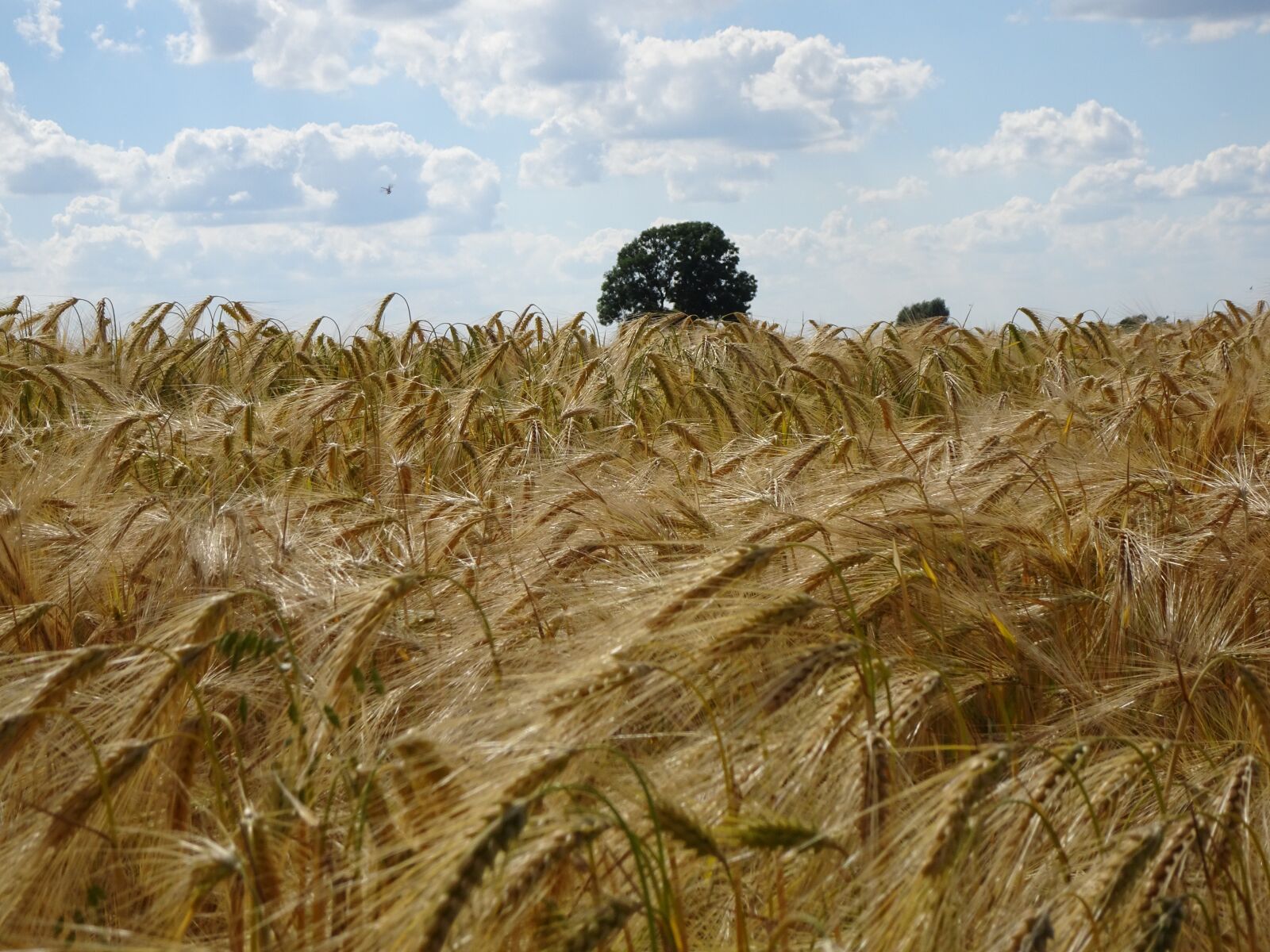 Sony Cyber-shot DSC-HX90V sample photo. Barley, grain, agriculture photography