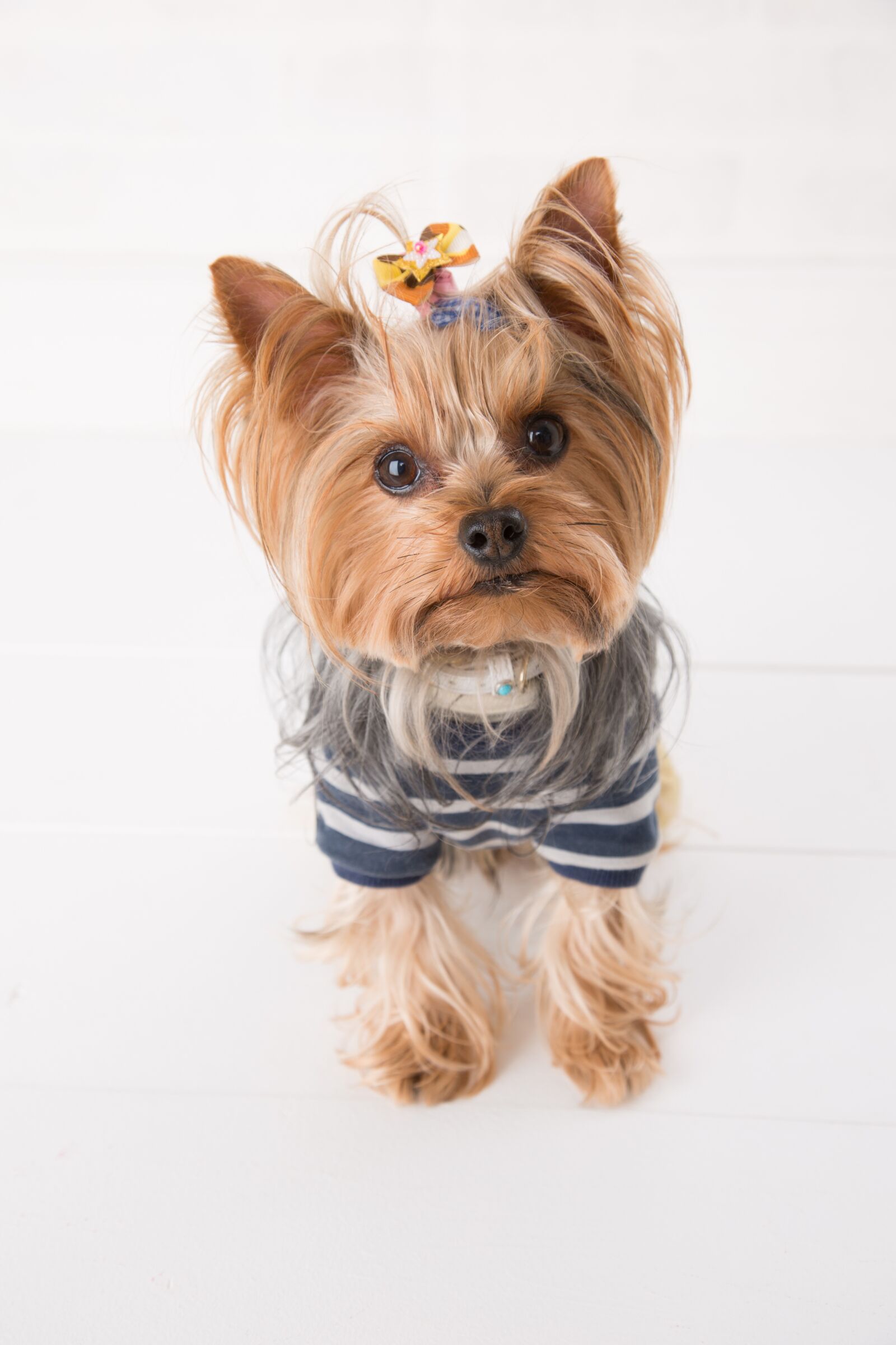 Canon EF 24-105mm F4L IS USM sample photo. Yorkie, dog, yorkshire photography