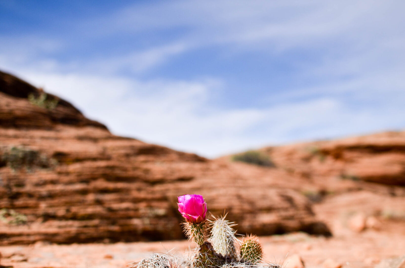 Nikon D7000 + Nikon AF-S DX Nikkor 35mm F1.8G sample photo. Cactus, flower, rock, formation photography