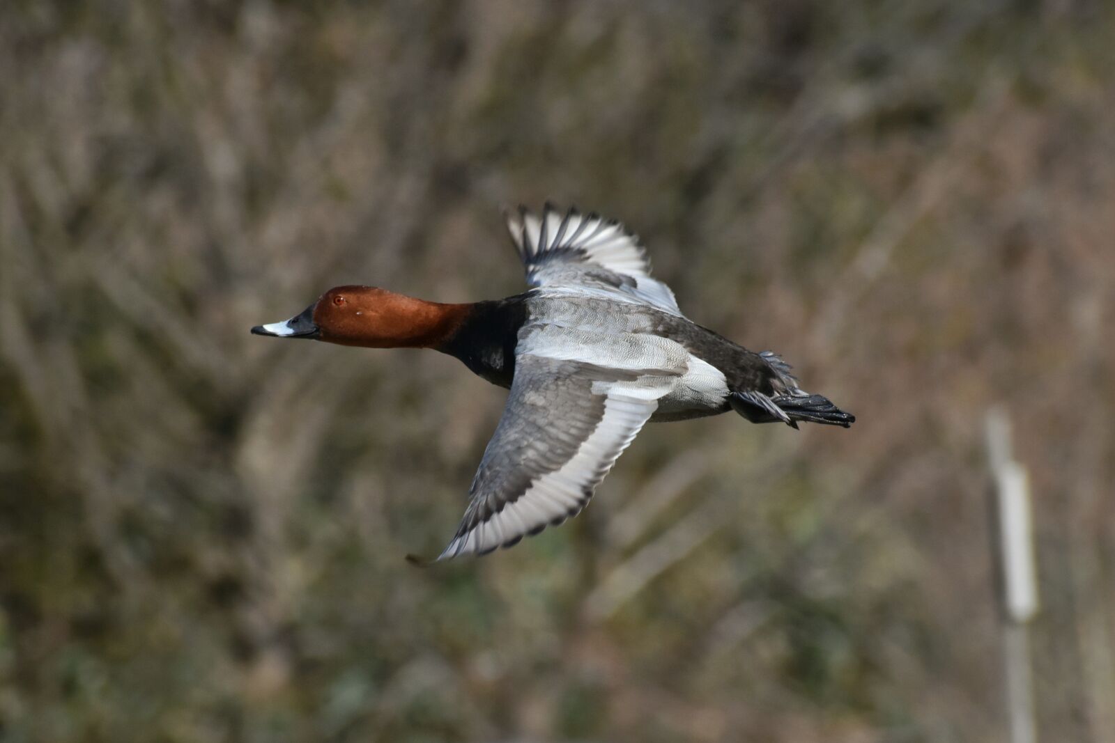 Nikon D7200 sample photo. Animal, bird, wild birds photography