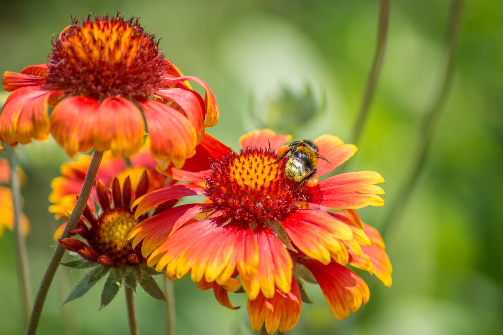 Nikon D7200 sample photo. Nature, flower, flora photography