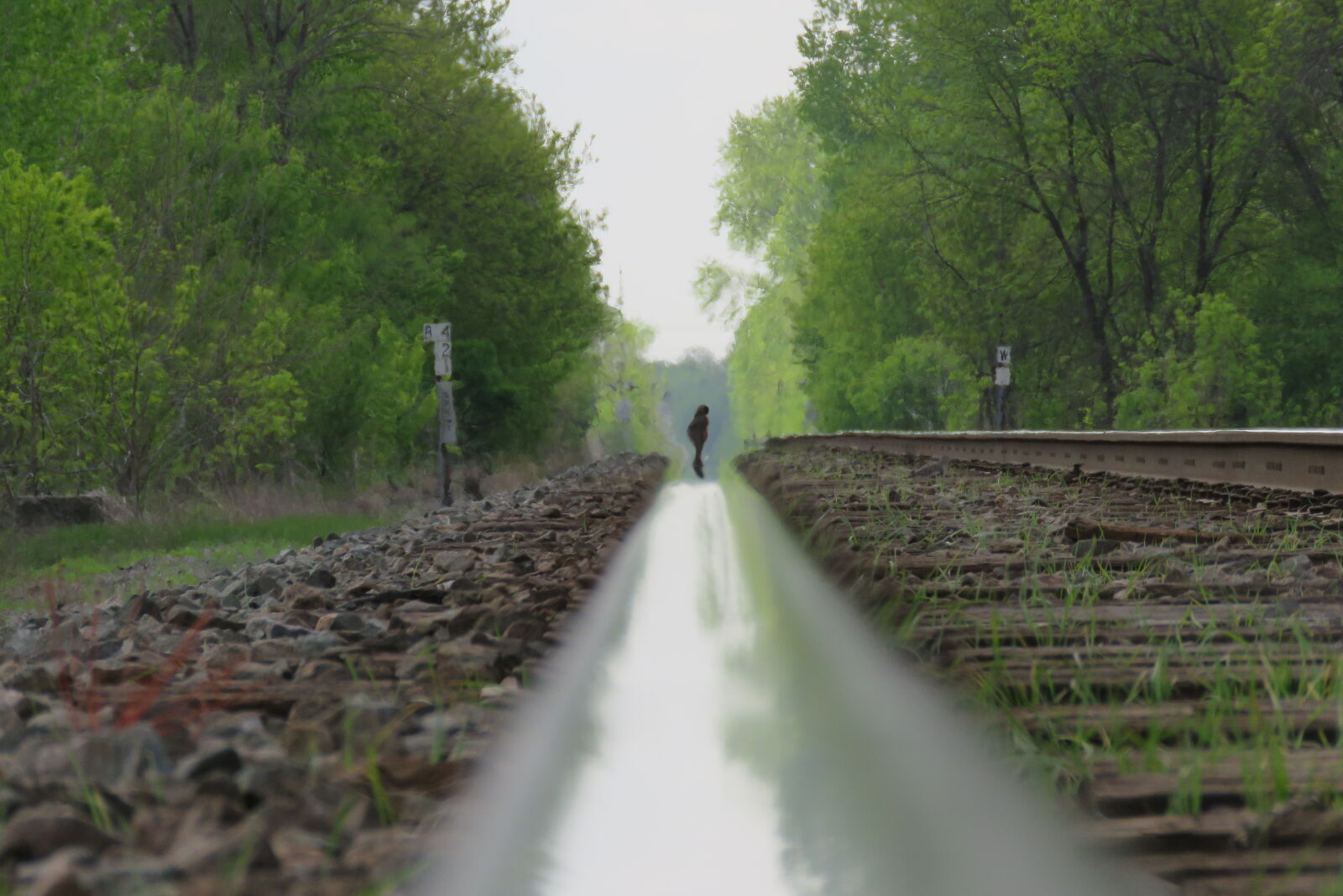 Canon PowerShot SX60 HS sample photo. Bird, train, tracks photography