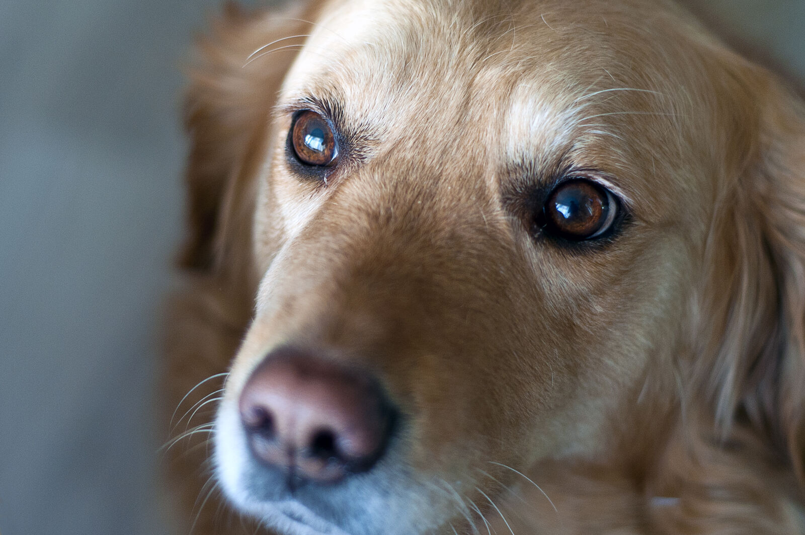 Nikon D300S + Nikon AF Nikkor 50mm F1.8D sample photo. Animal, dog, golden, retriever photography