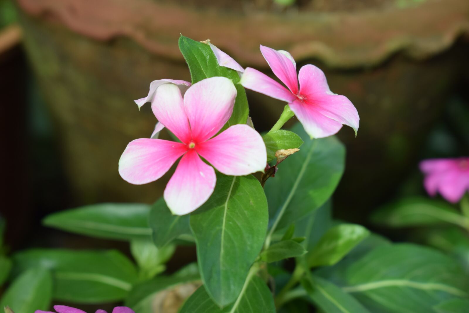 Nikon D5300 sample photo. Flower, beautiful, amazing photography