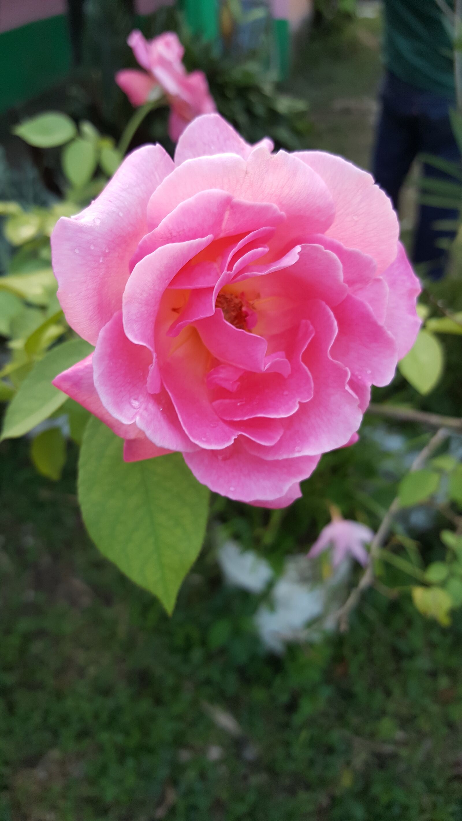 Samsung Galaxy Note5 sample photo. Flower, flowers, rosa photography