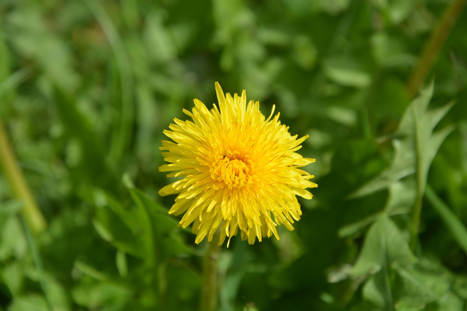 Nikon D5200 sample photo. Dandelion, yellow flower, petals photography