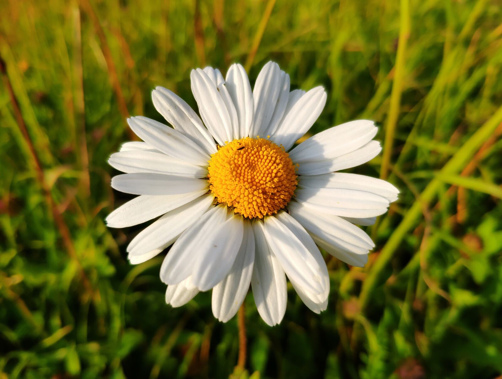 Xiaomi Mi MIX 3 sample photo. Flower, daisy, bloom photography