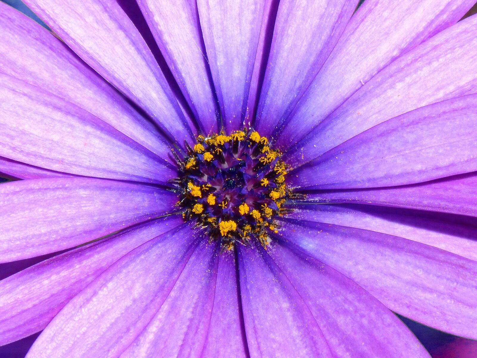 Panasonic DMC-FZ62 sample photo. Daisy, lilac, detail photography