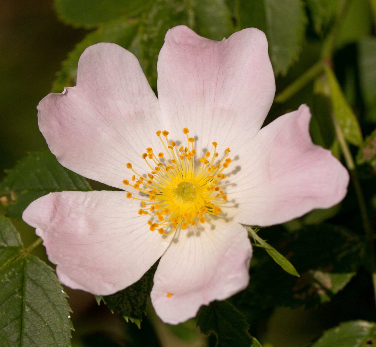 Canon EOS 60D sample photo. Rose, pink, single flower photography