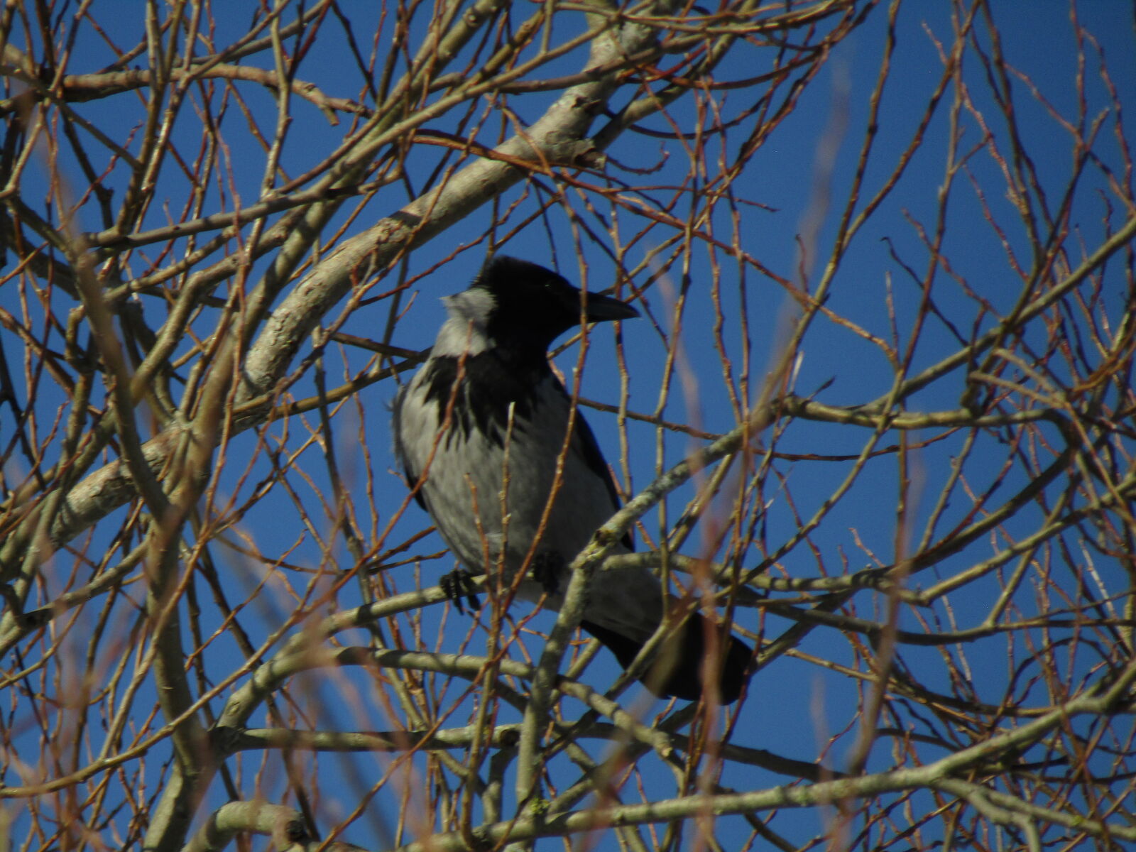 Canon PowerShot SX420 IS sample photo