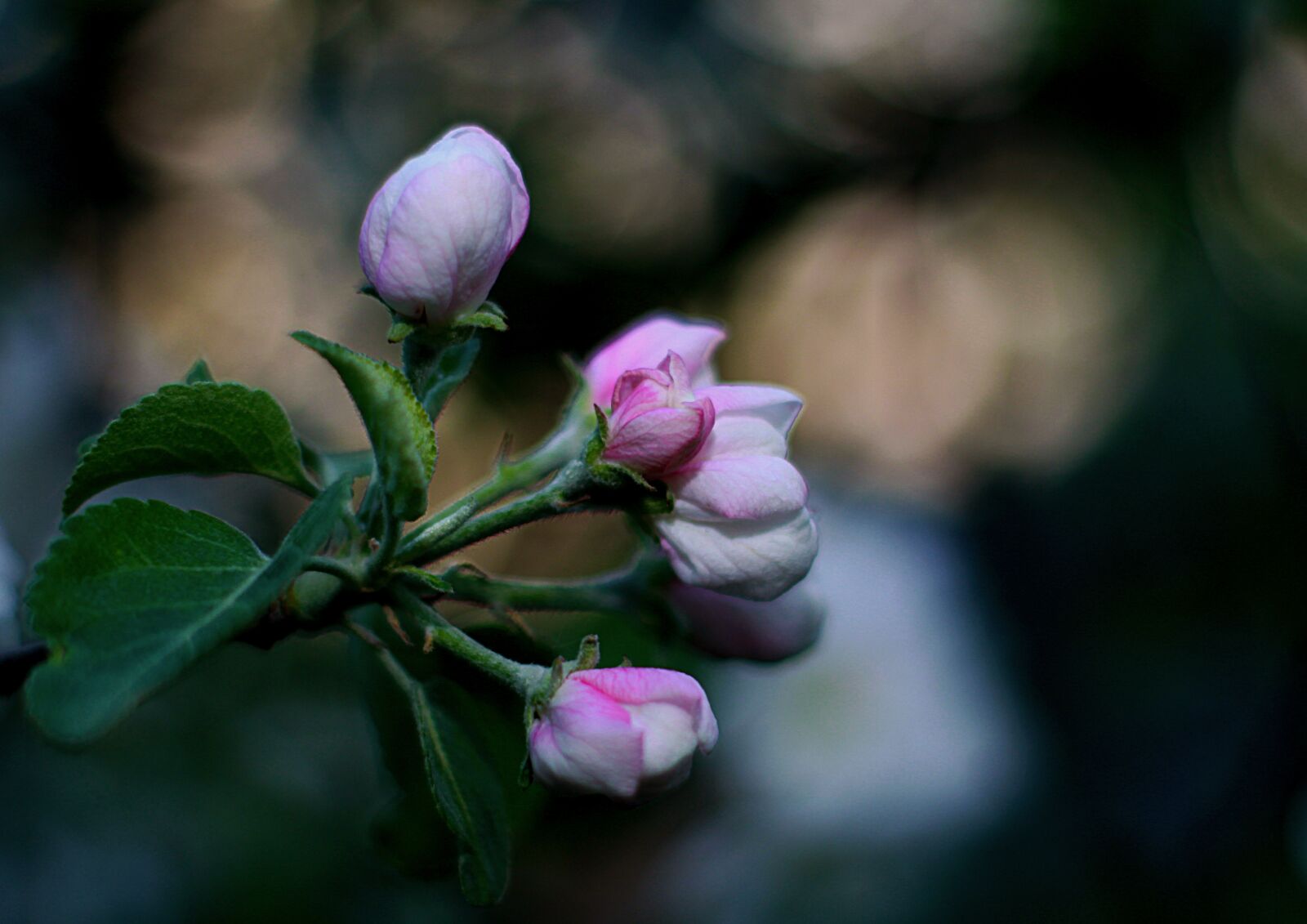 Canon EOS 1200D (EOS Rebel T5 / EOS Kiss X70 / EOS Hi) sample photo. Spring, flowers, bud photography