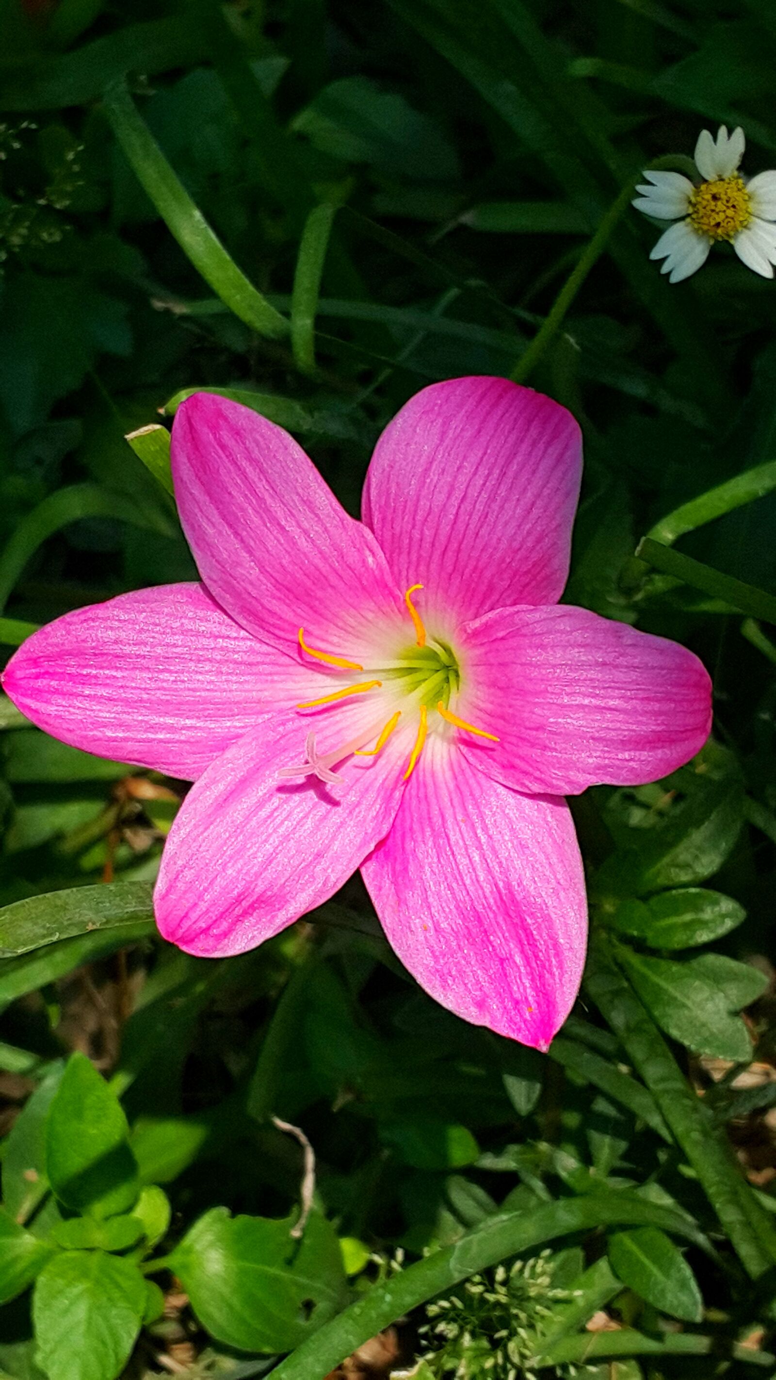 Samsung Galaxy Note4 sample photo. Flower, pink, rain lilly photography