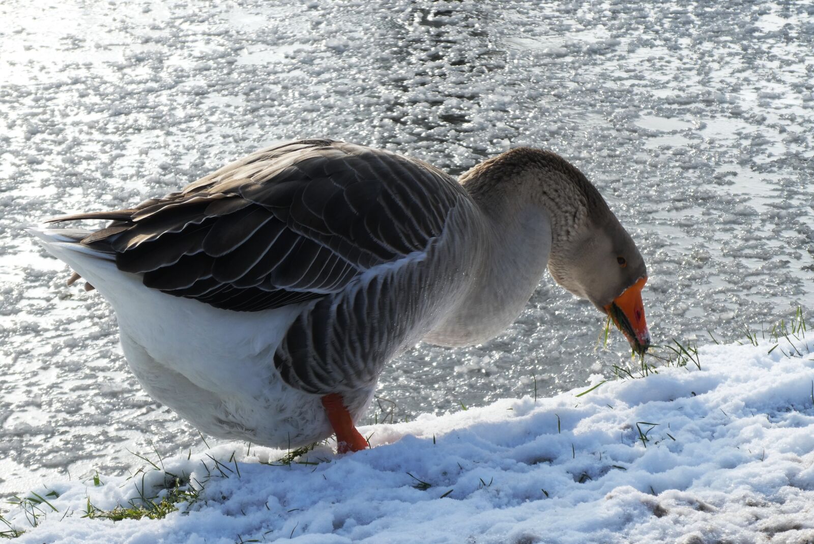 Panasonic Lumix DC-ZS70 (Lumix DC-TZ90) sample photo. Goose, ditch, frozen photography