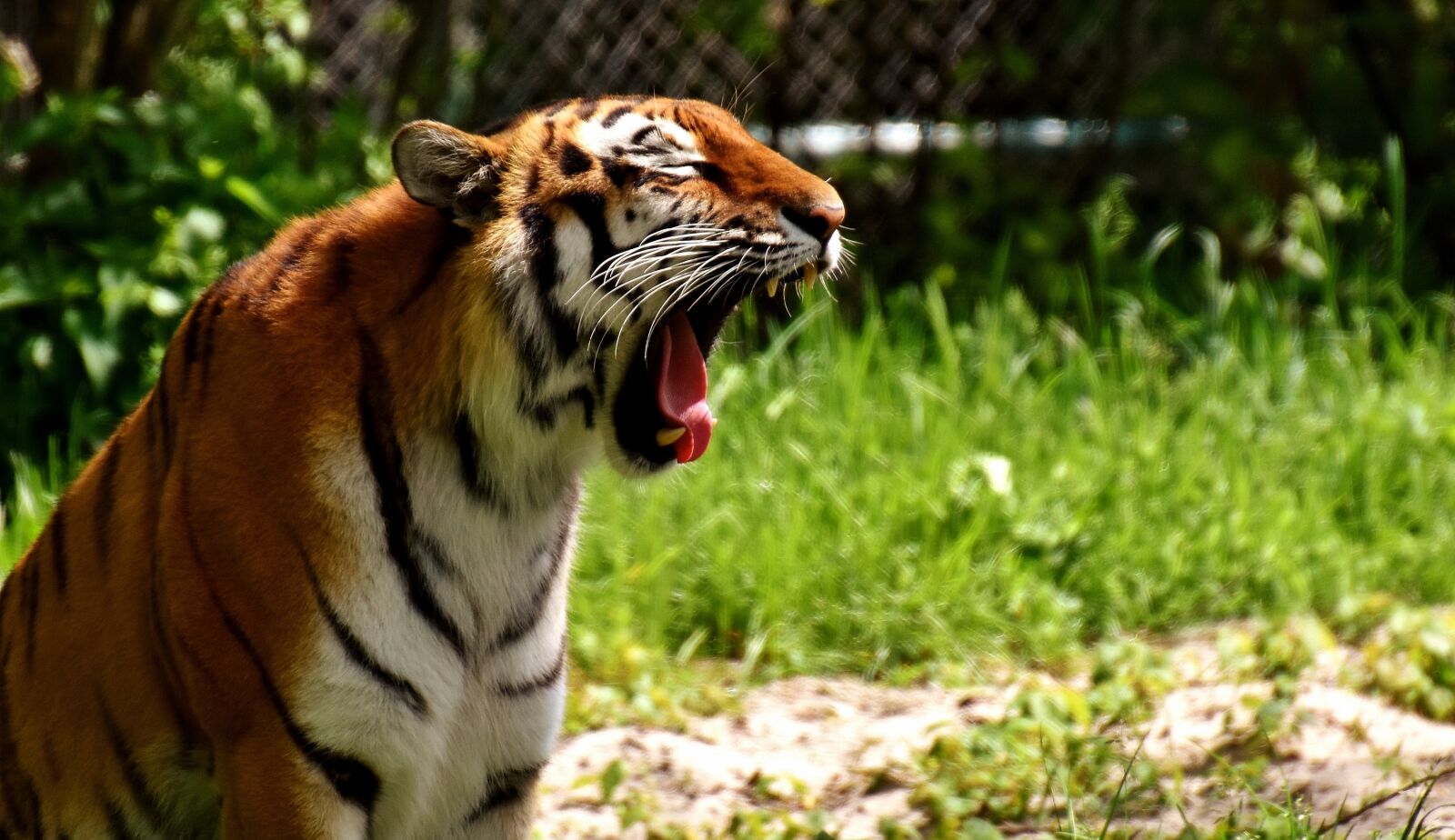 Nikon D7200 sample photo. Tiger, predator, fur photography