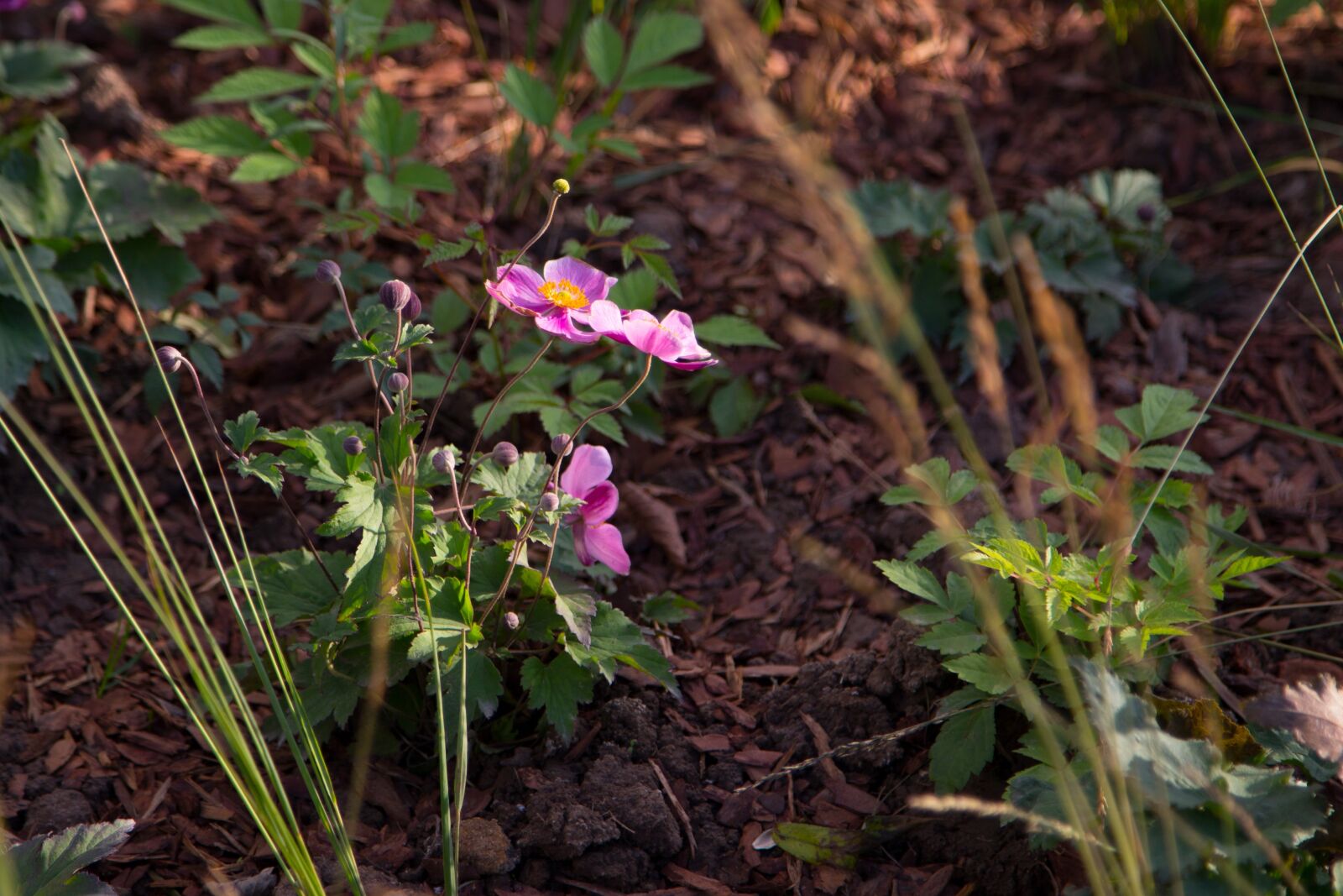 Canon EOS 6D + Canon EF 24-105mm F4L IS USM sample photo. Flower, flowers, beautiful flower photography