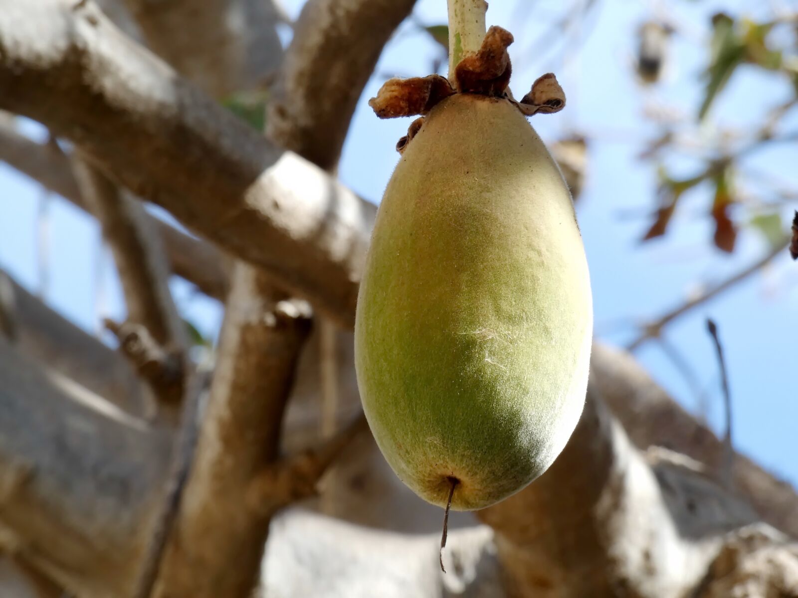 Panasonic Lumix DC-FZ80 (Lumix DC-FZ82) sample photo. Baobab, fruit, bread-of-monkey photography