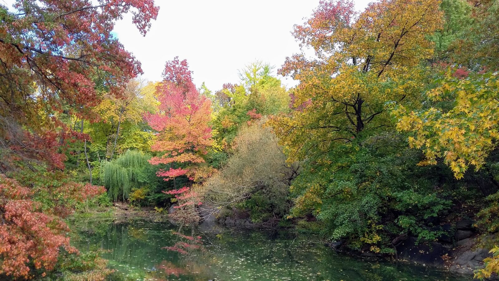 Samsung Galaxy E5 sample photo. Park, autumn, tree photography