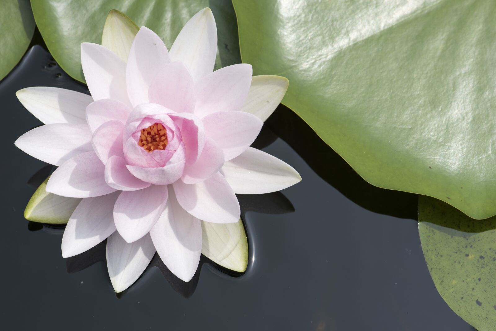 Nikon D810 sample photo. Flowers, tropical, plants photography