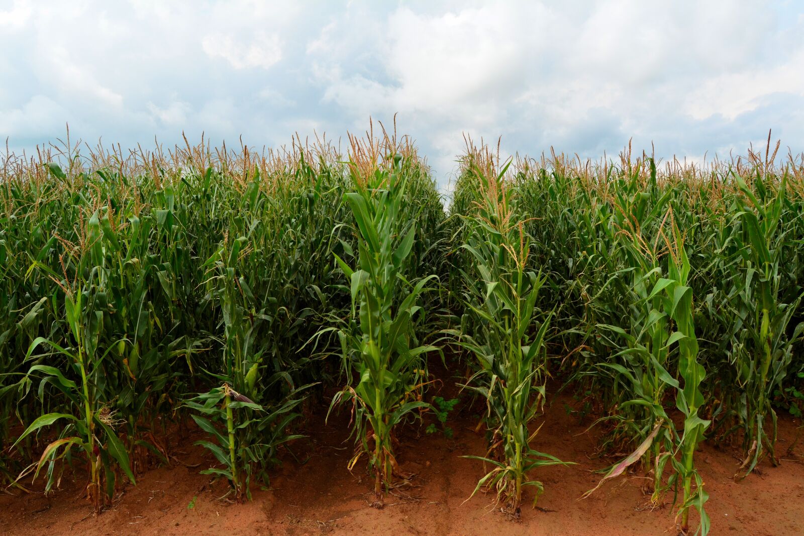 Nikon D5200 sample photo. Maize, corn, field photography