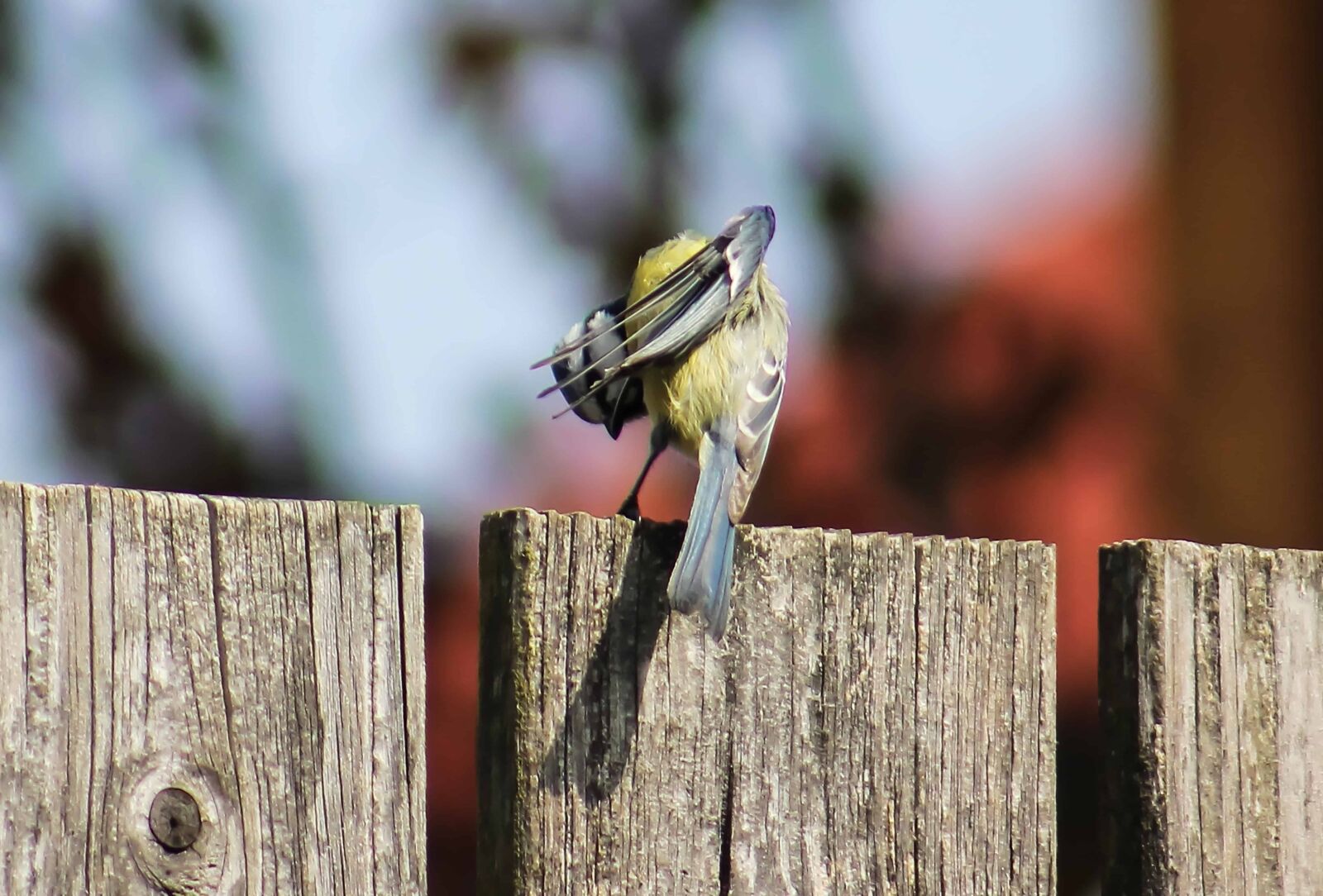 Canon EOS 1100D (EOS Rebel T3 / EOS Kiss X50) sample photo. Fence, wood, bird, animal photography