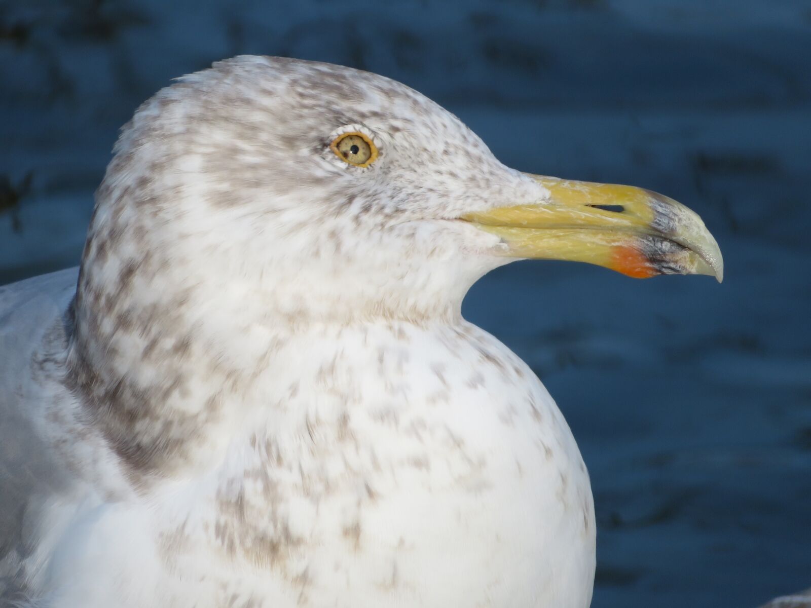 Canon PowerShot SX720 HS sample photo. Seagull, bird, yellow photography
