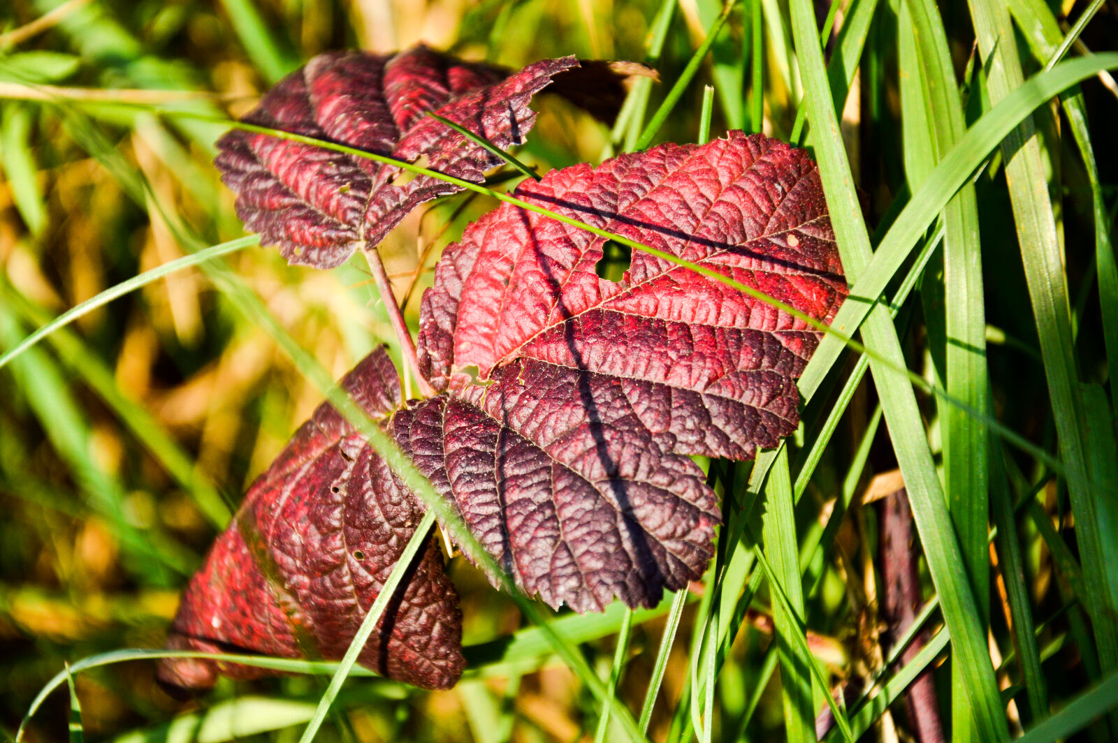 Nikon D3200 sample photo