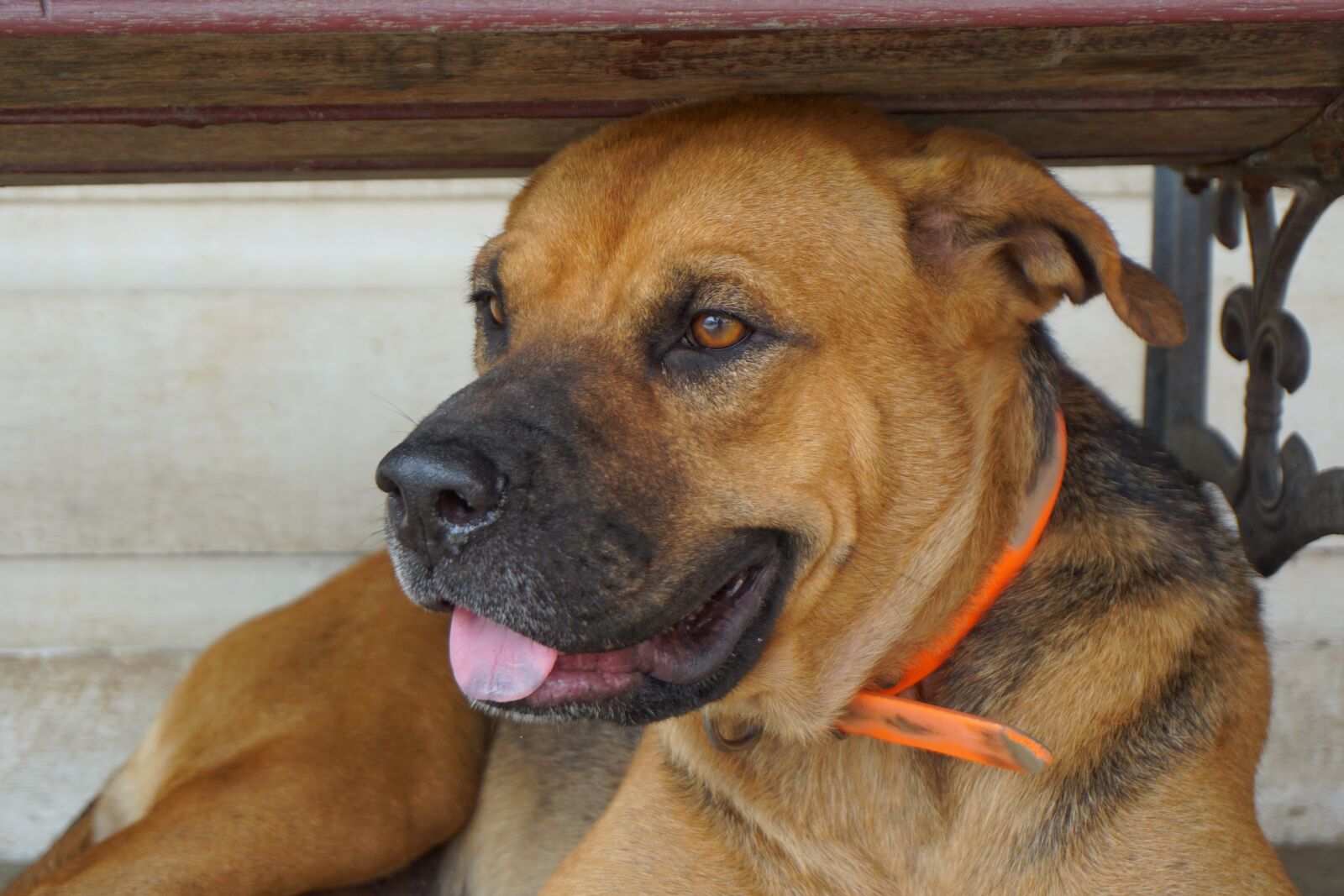 Sony E 16-50mm F3.5-5.6 PZ OSS sample photo. Dog, tongue, lazy photography