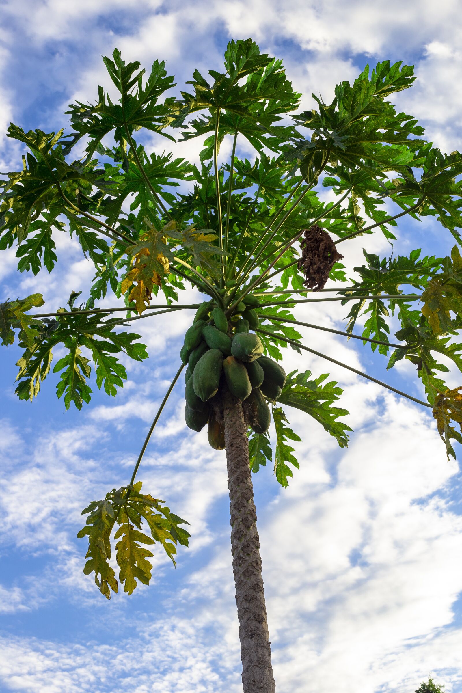 Canon EOS 6D + Canon EF 50mm F1.8 STM sample photo. Pawpaw, pawpaw tree, pawpaw photography