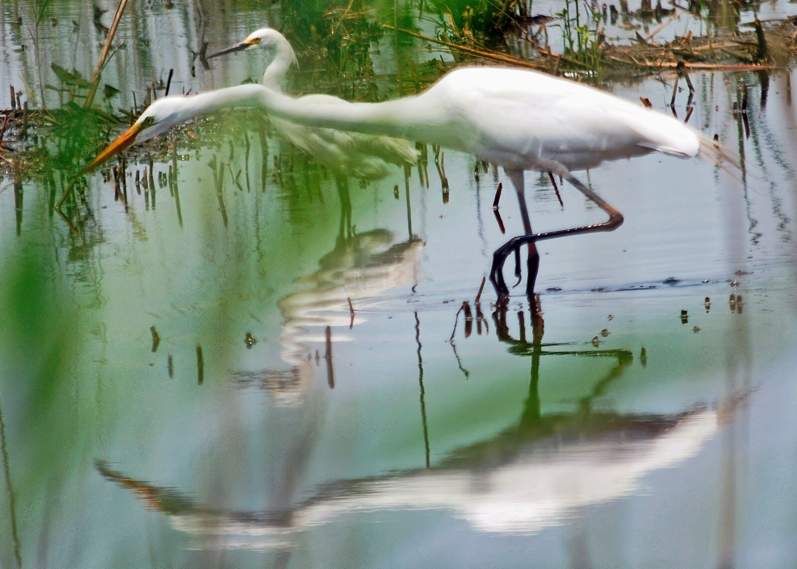 Nikon D80 sample photo. Heron, white, water photography