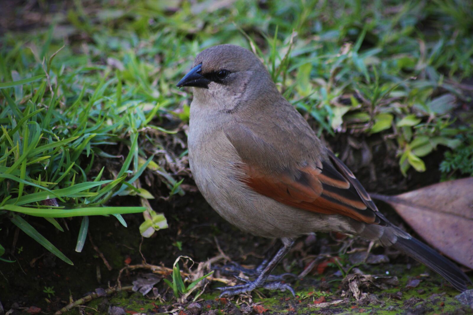 Canon EOS 600D (Rebel EOS T3i / EOS Kiss X5) sample photo. Bird, ave, prey photography