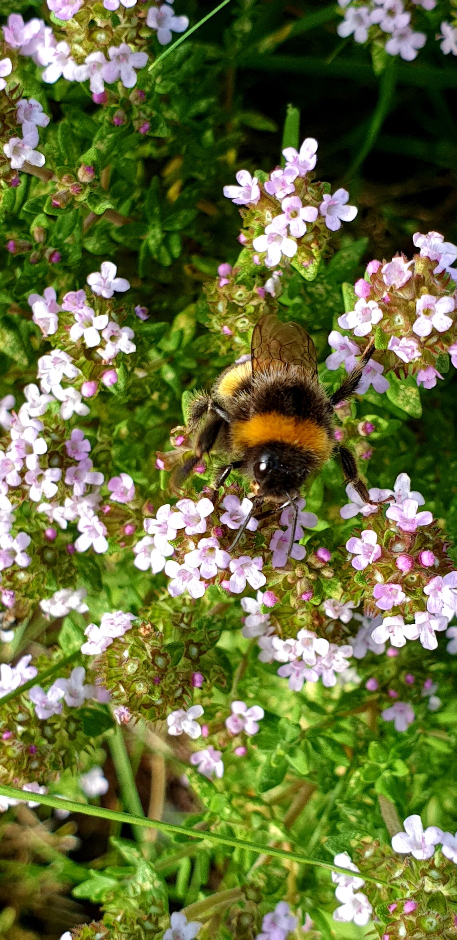 Samsung Galaxy S9+ sample photo. Bee, bumblebee, insect photography