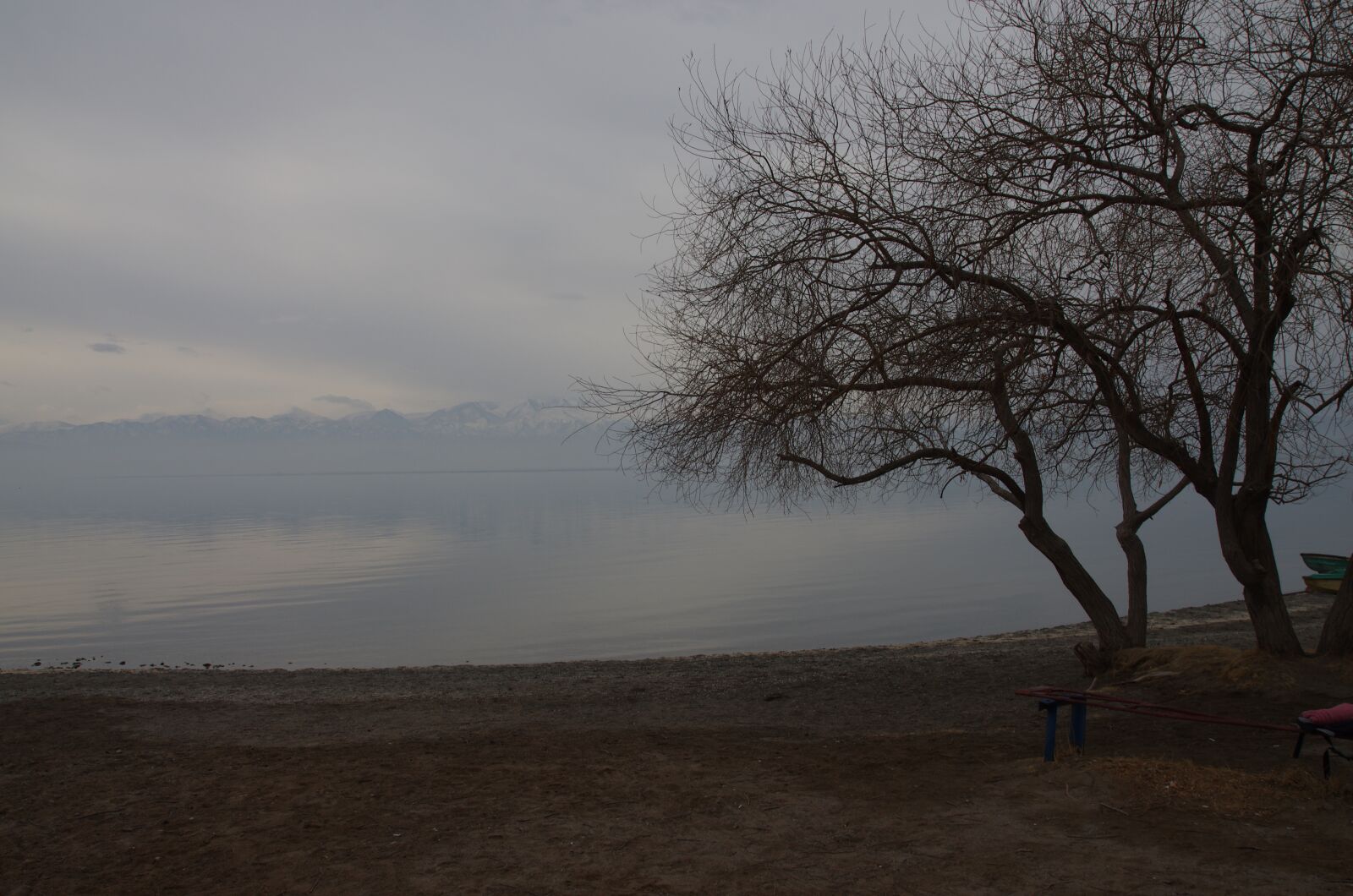 Pentax K-5 sample photo. Tree, sea, lonely photography