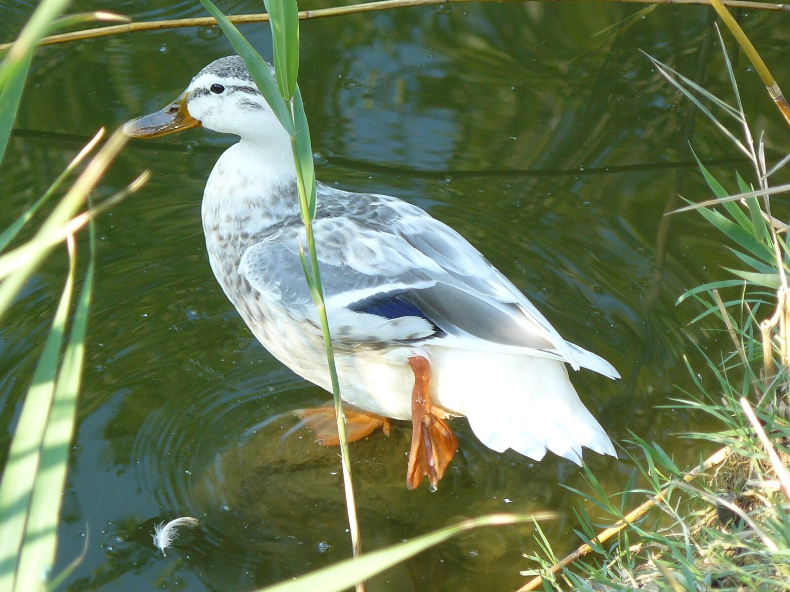 Panasonic DMC-FZ8 sample photo. Bottomless pit, lake, duck photography