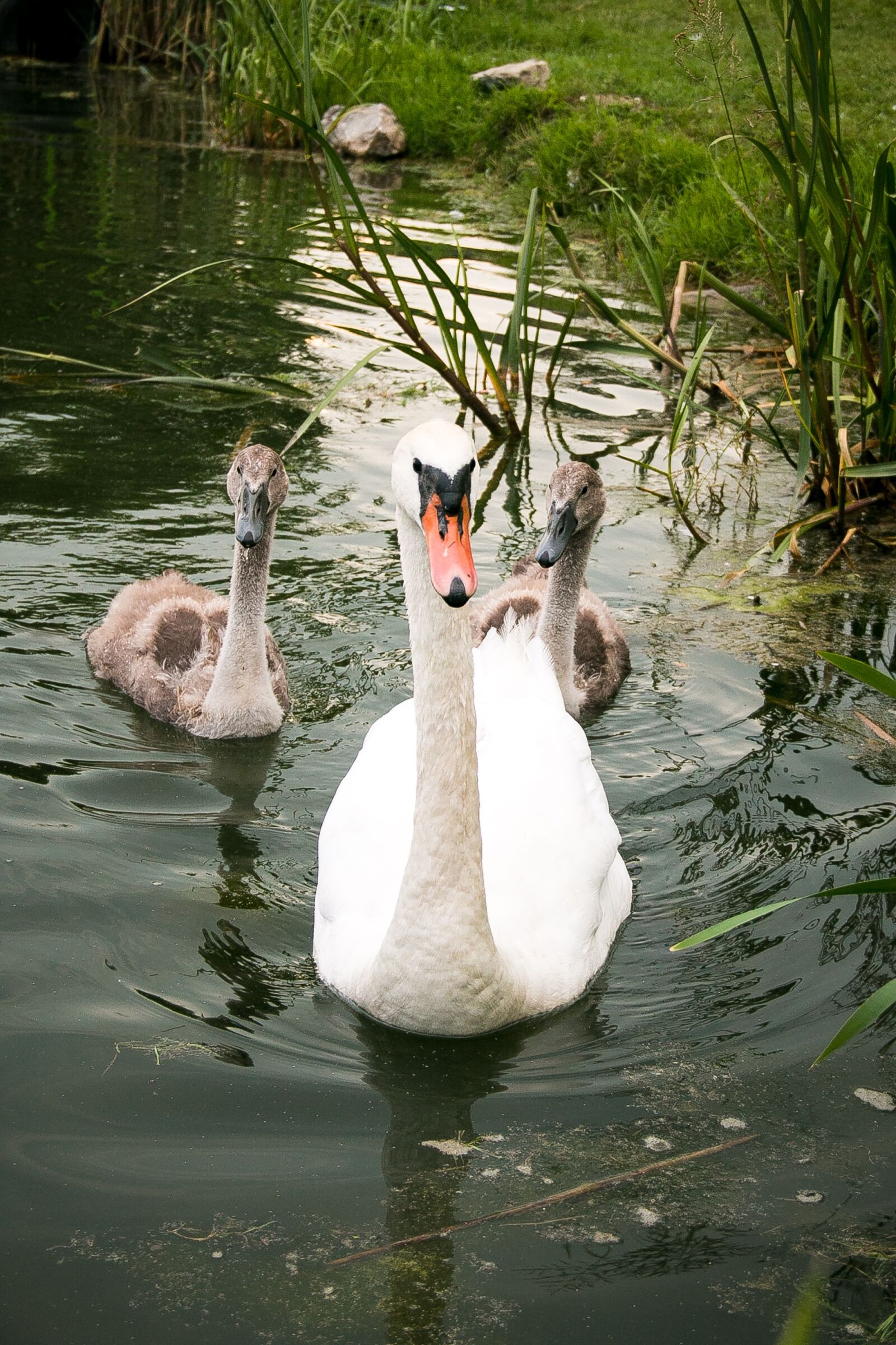 Canon EOS 70D sample photo. Swan, nature, water photography