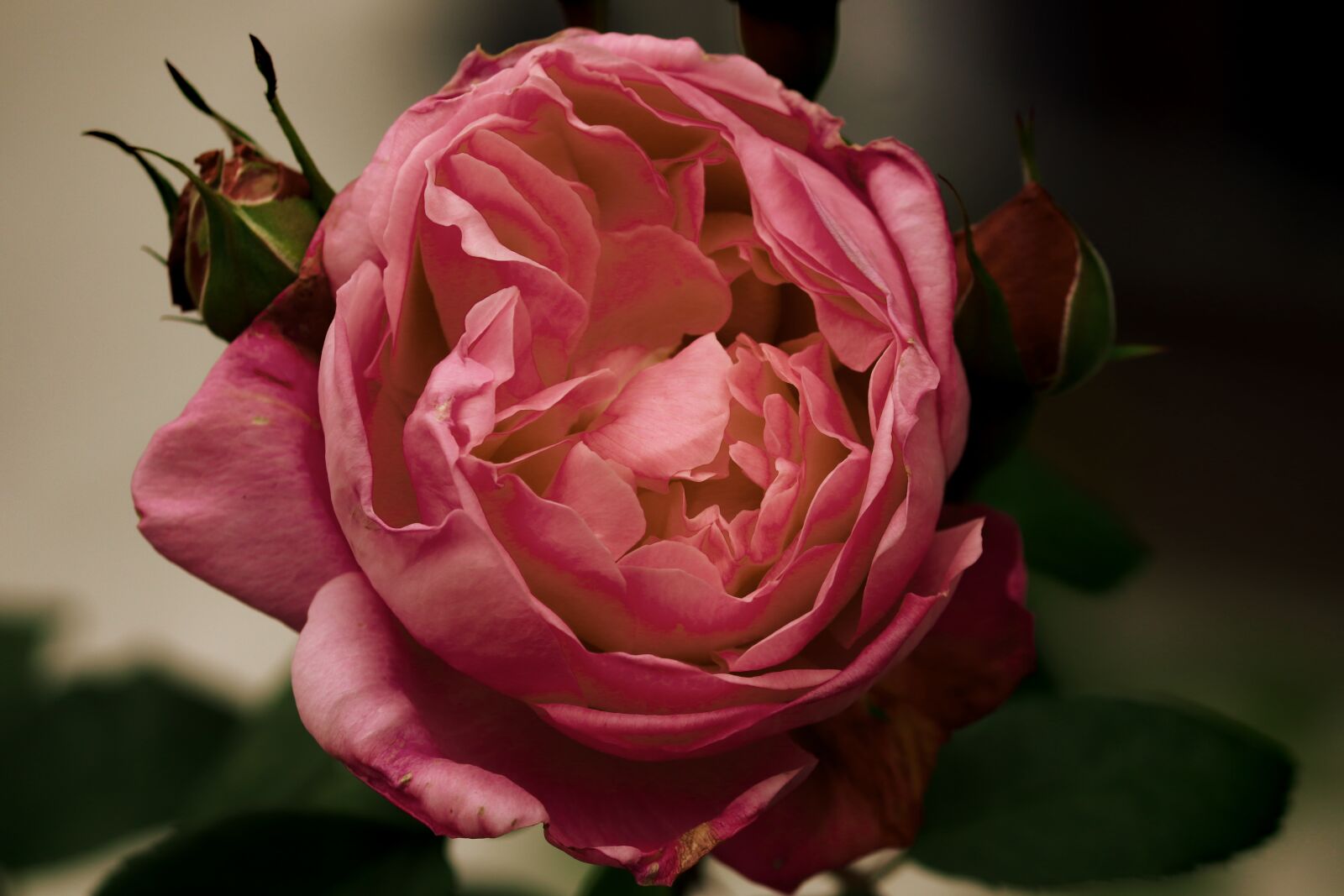Canon EOS 200D (EOS Rebel SL2 / EOS Kiss X9) sample photo. Rose bloom, rose petals photography