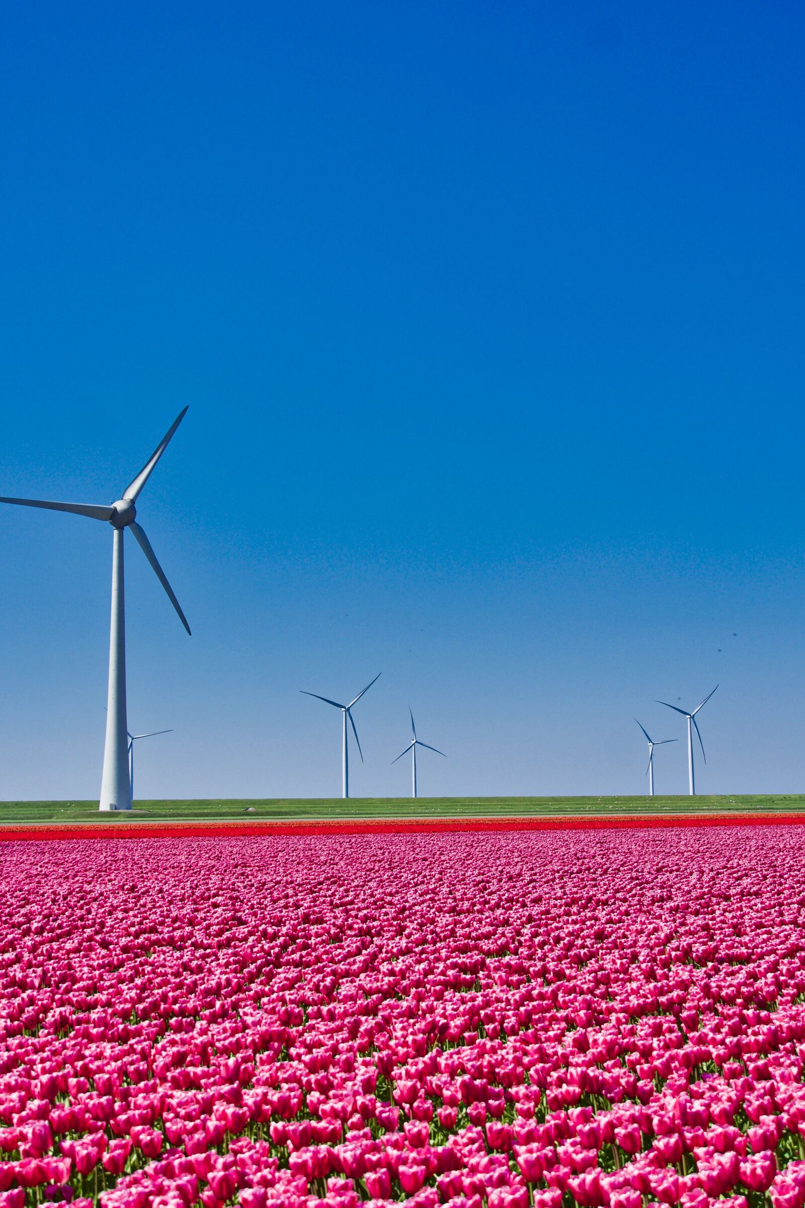 Sony a6500 sample photo. Tulips, field, windmills photography