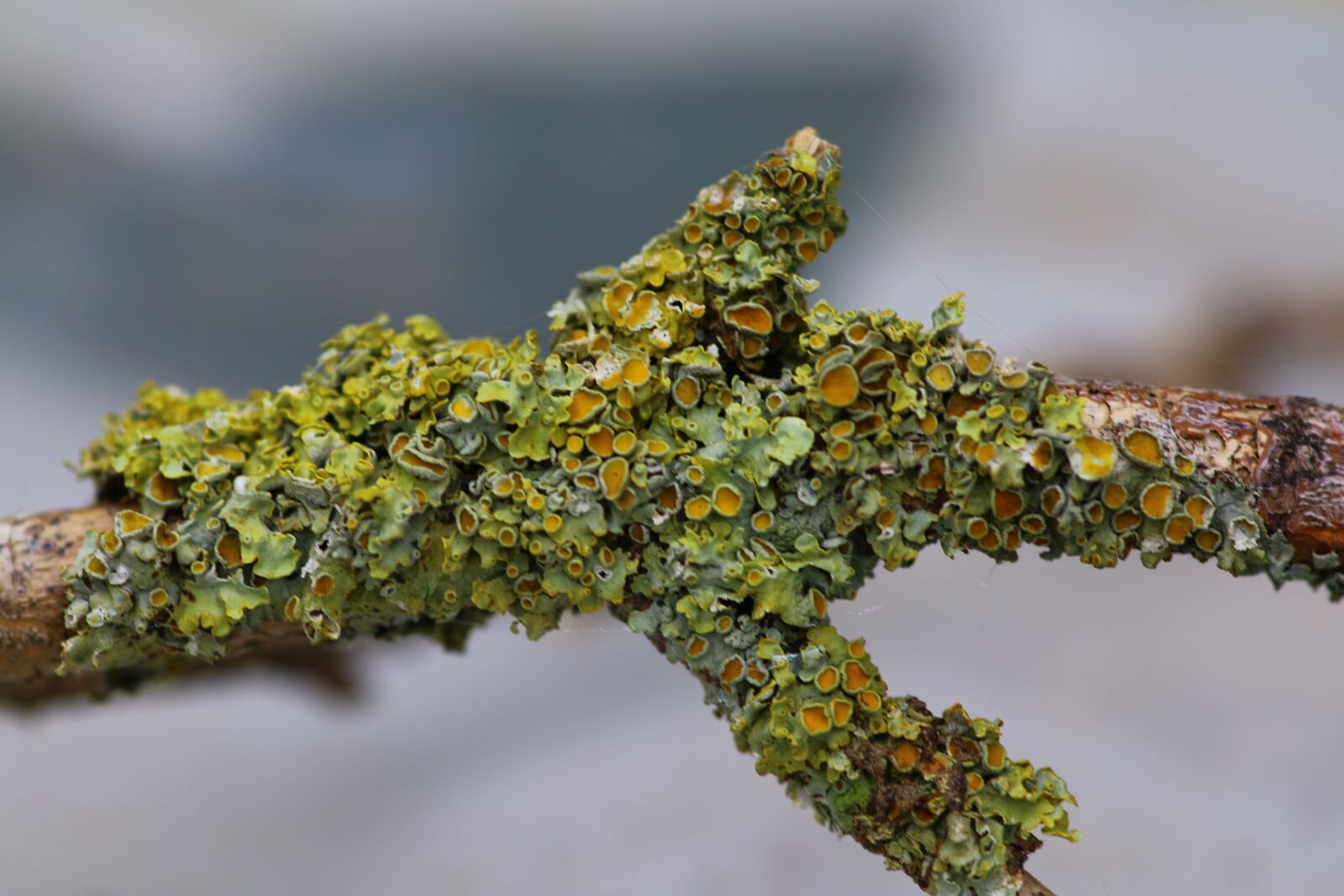 Canon EOS 70D sample photo. Branch, foam, nature photography