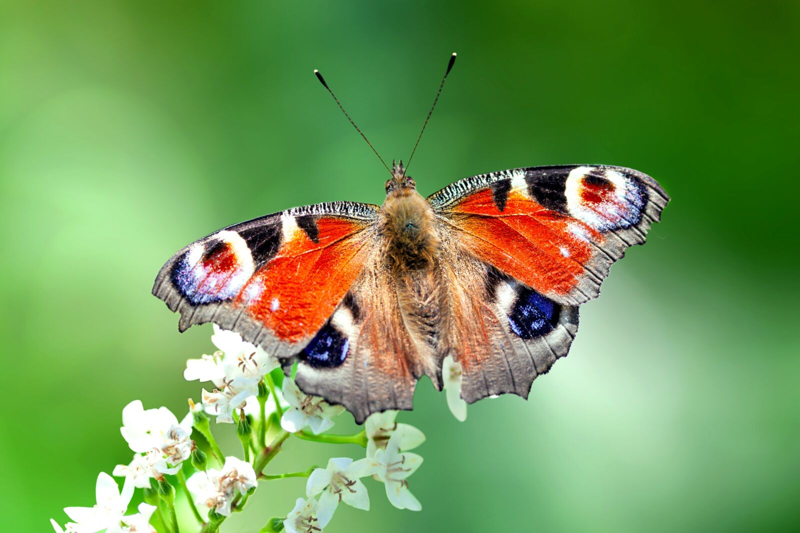 Canon EOS 500D (EOS Rebel T1i / EOS Kiss X3) sample photo. Butterfly, macro, insect photography