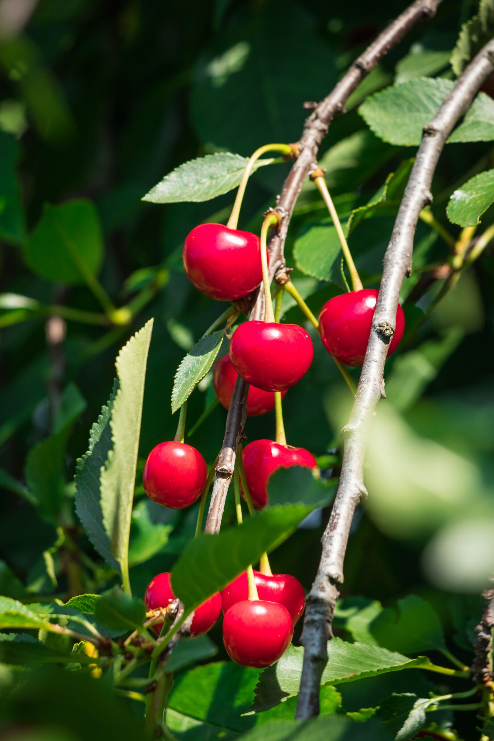 Canon EOS 6D Mark II + Canon EF 70-300 F4-5.6 IS II USM sample photo. Sour cherry, red, fruit photography