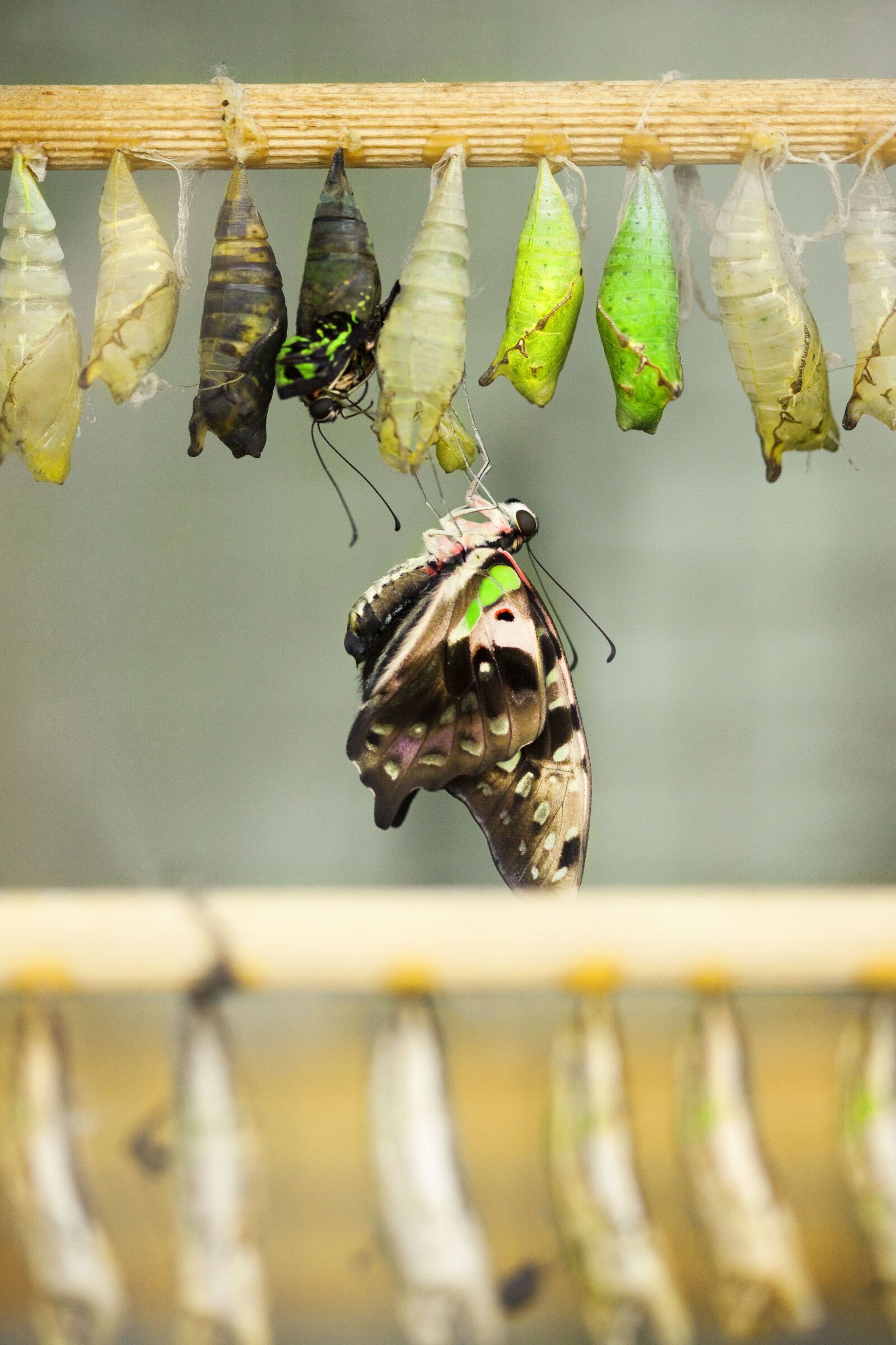 Canon EOS 5D Mark II sample photo. Butterfly, green, flora photography
