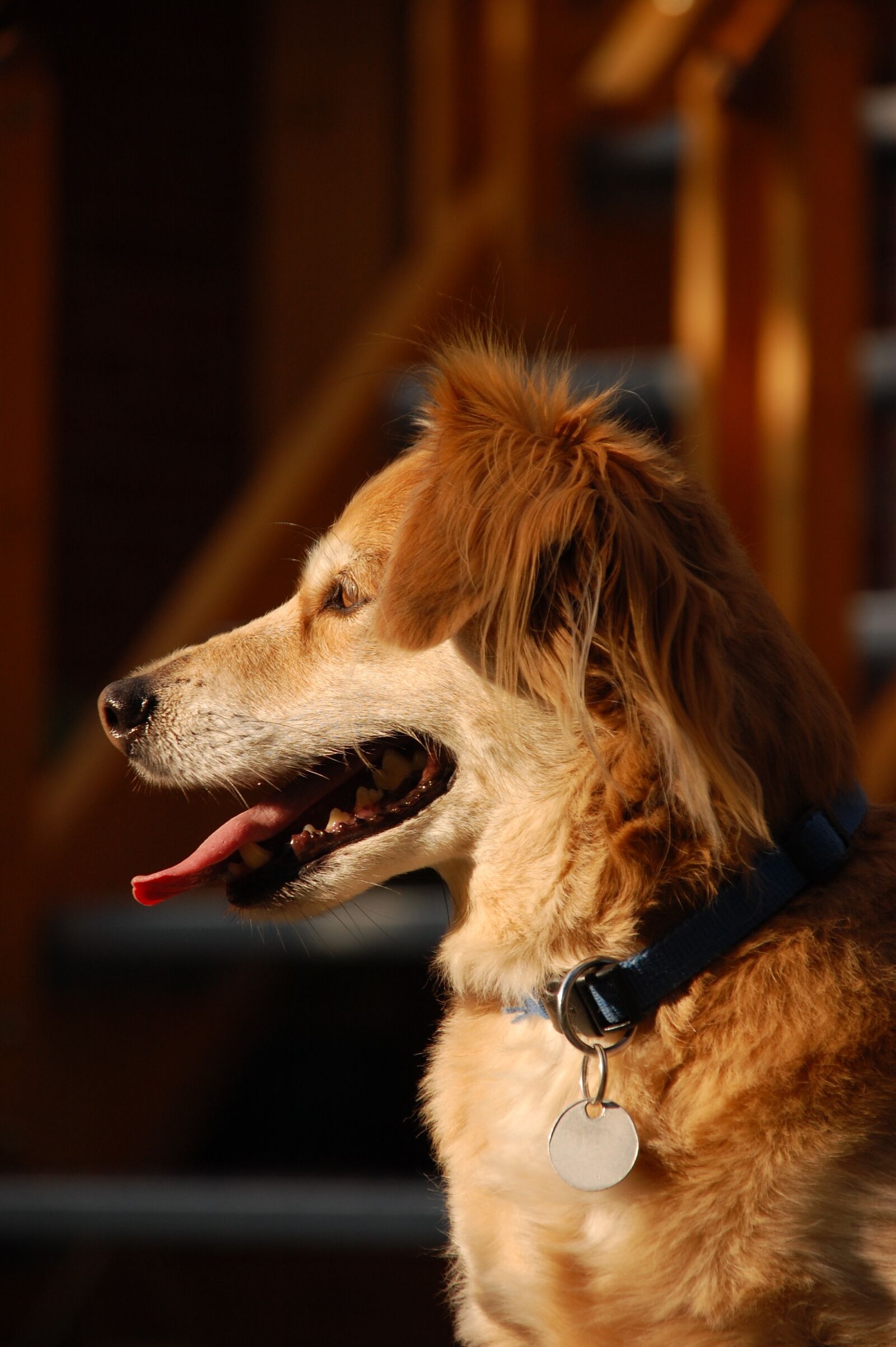 Nikon D40 sample photo. Dog, animals, cute photography