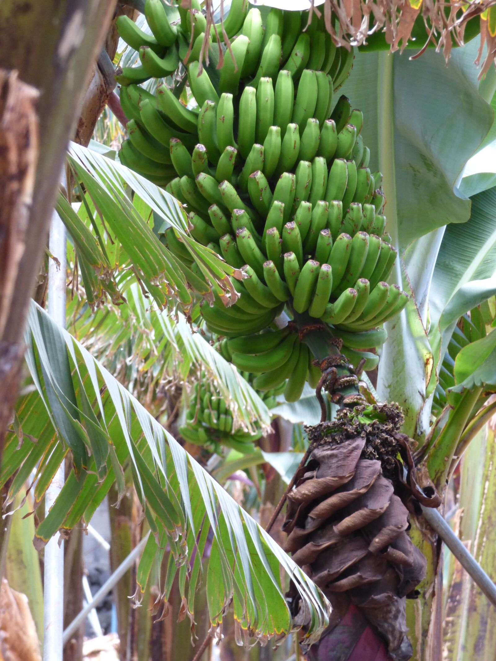Panasonic DMC-FZ72 sample photo. Bananas, banana flower, herb photography