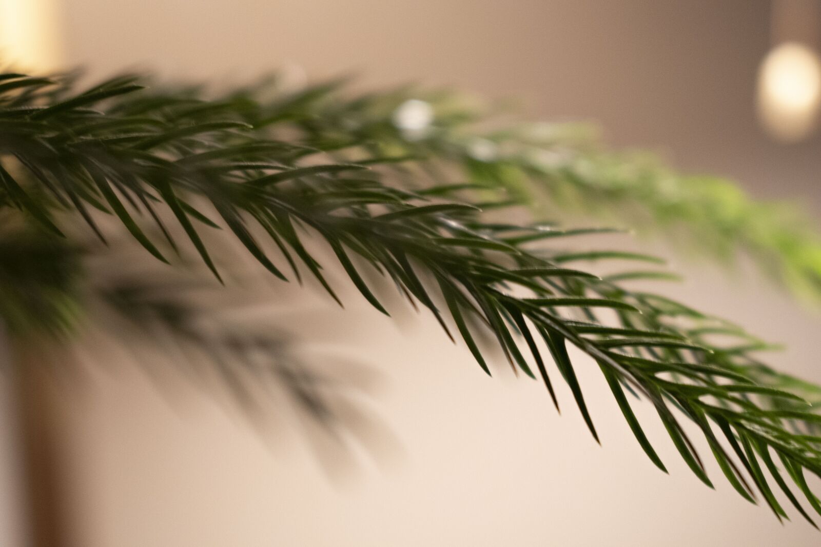 Nikon D3500 sample photo. Christmas, christmas tree, branch photography