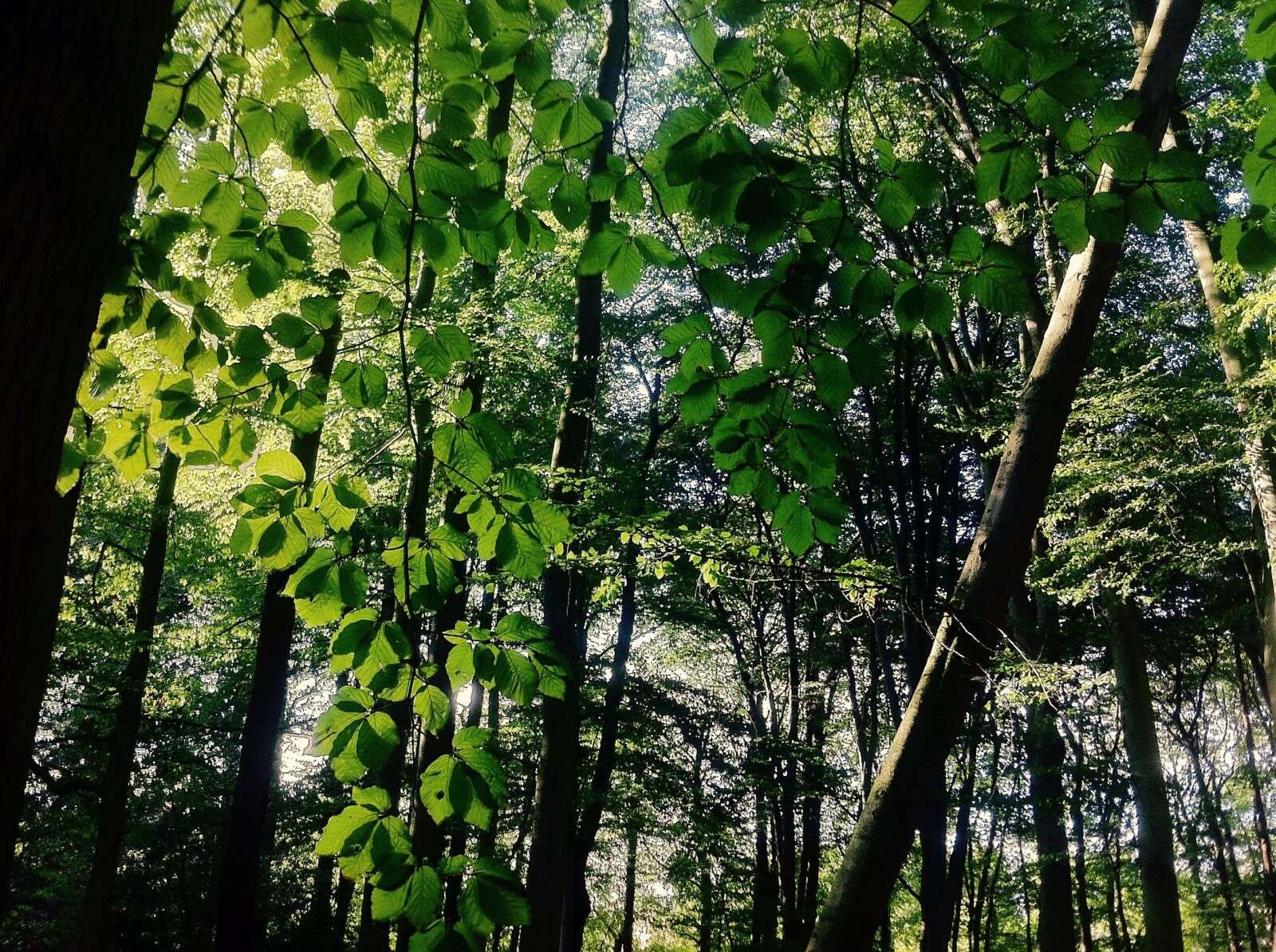 iPhone 4 back camera 3.85mm f/2.8 sample photo. Trees, nature, landscape photography