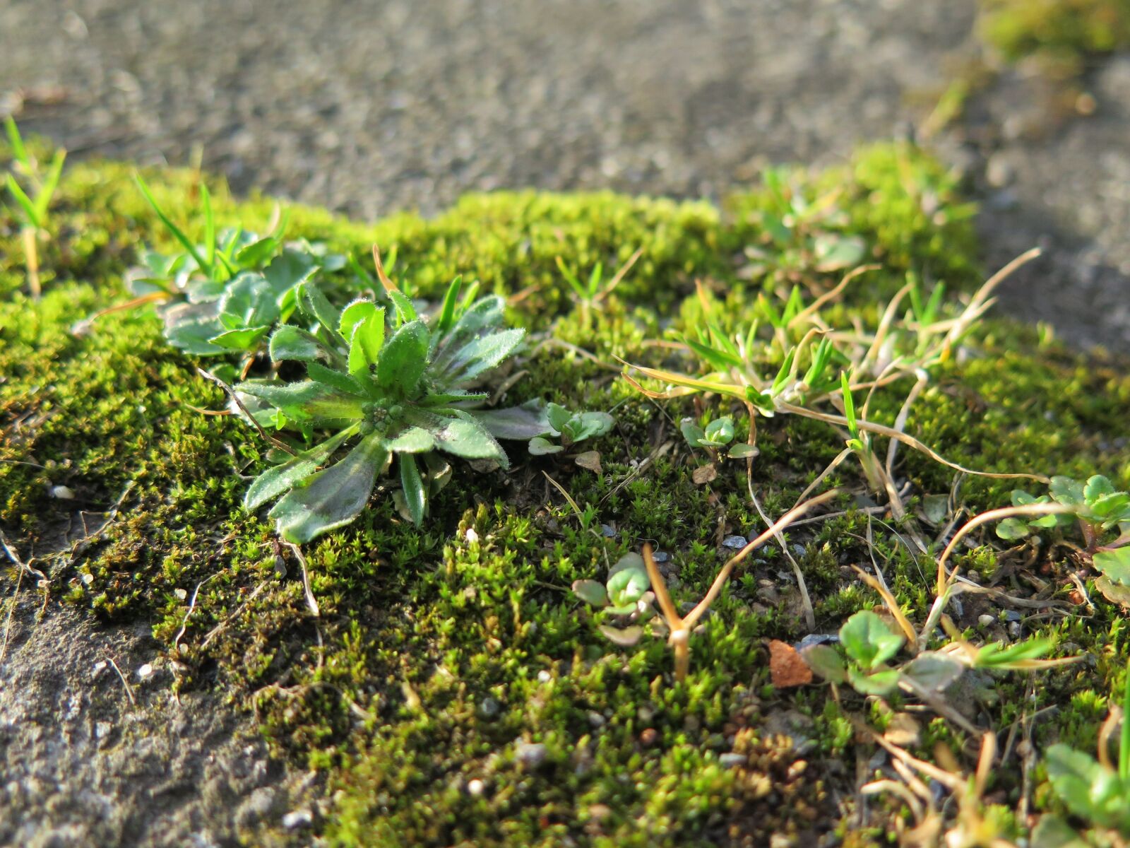 Canon PowerShot G16 sample photo. Grass, pavement, city photography