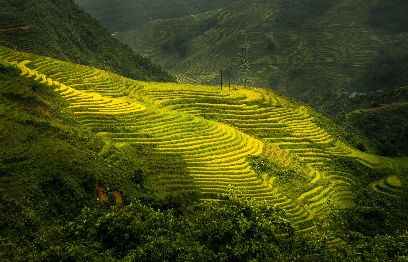 Sony a7 II + Sony Vario Tessar T* FE 24-70mm F4 ZA OSS sample photo. Sa pa, paddy field photography